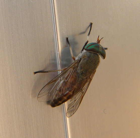 1280px-Greenhead_Horse-Fly,_cropped